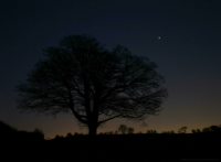 Jupiter rising behind a tree at dusk in February 2015. Click for full-size image (Copyright Martin J Powell 2015)