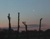 Venus in the dawn sky, rising behind a group of lopped trees. Filmed with a video camera in July 2004 (click on image for a larger picture, 34 KB)