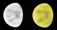 Gibbous Venus sketched by Paul G. Abel on May 21st 2018. Click for larger image, 6 KB (Image: ALPO-Japan/Paul G. Abel)